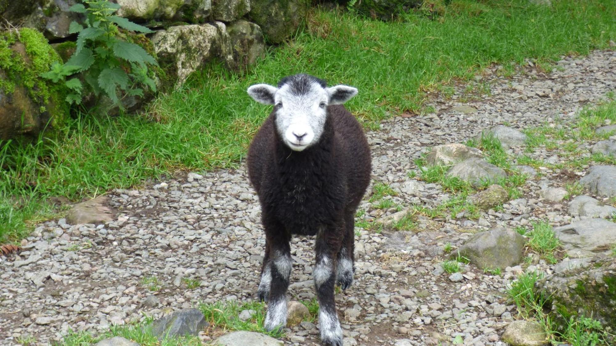 Renovated 5 Bedroom Farmhouse In Picturesque Eskdale, Lake District Bagian luar foto